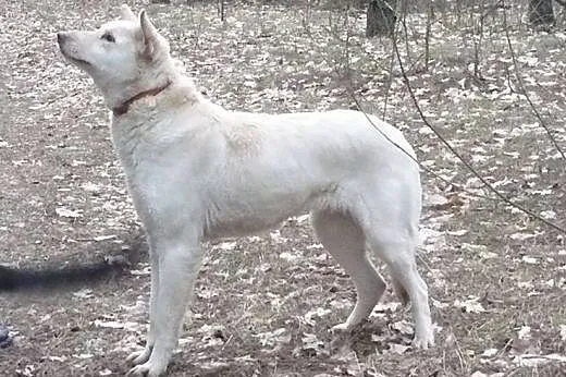 Suri w typie husky szuka domu,  małopolskie Kraków