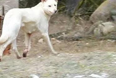 Suri w typie husky szuka domu,  małopolskie Kraków
