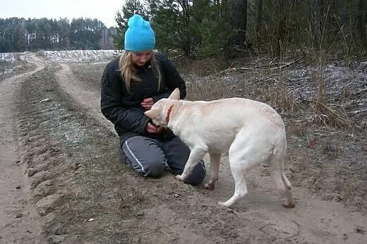 Suri w typie husky szuka domu,  małopolskie Kraków