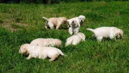 szczenięta labradorów do adopcji e-mail: {{{paulinapatrycja908@gmail.com}}, , Krasków