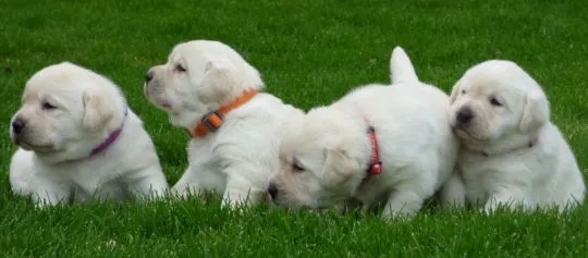 szczenięta labradorów do adopcji e-mail: {{{paulinapatrycja908@gmail.com}}, , Krasków