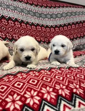 Most beautiful and outstanding Golden Retriever puppies ready to make a new family awe, , Kraczki