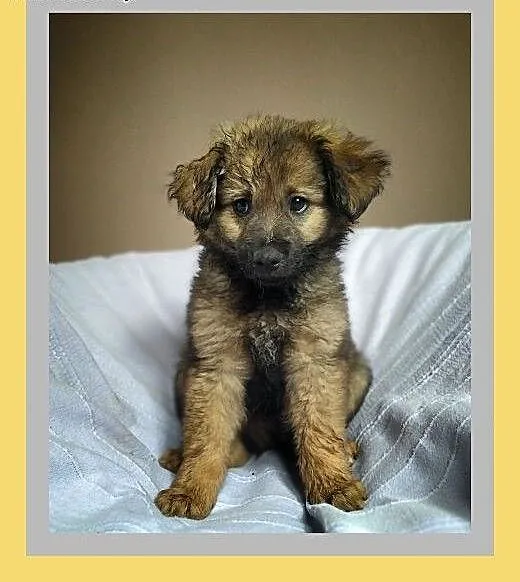 Szczeniak,3 mies.kochany,docelowo `13 kg,adopcja. Oddam szczeniaka, łódzkie Łódź, Łódzkie, Łódź