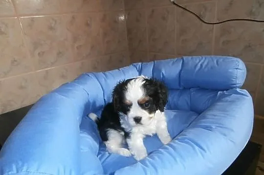 CAVALIER - słodkie maluszki