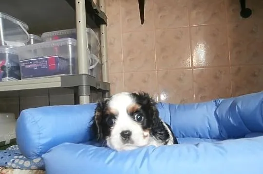CAVALIER - słodkie maluszki