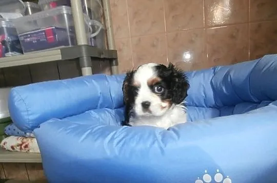CAVALIER - słodkie maluszki