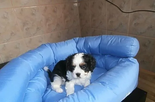CAVALIER - słodkie maluszki