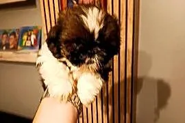 Shih tzu