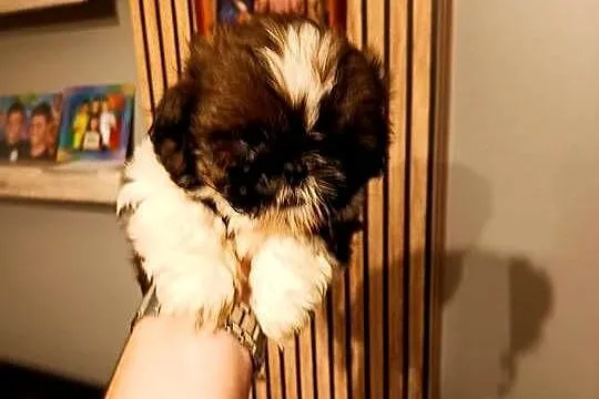 Shih tzu, Wielkopolskie, Godziesze Małe