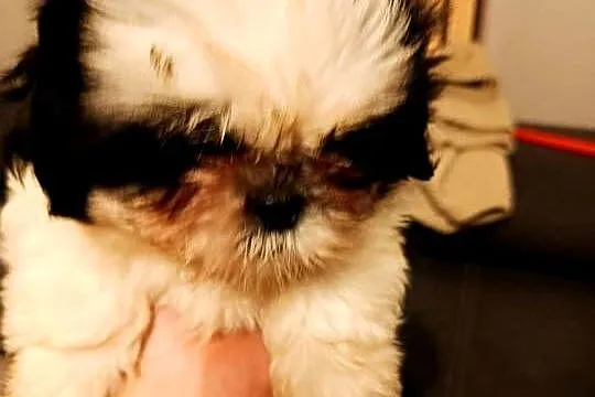 Shih tzu, Wielkopolskie, Godziesze Małe