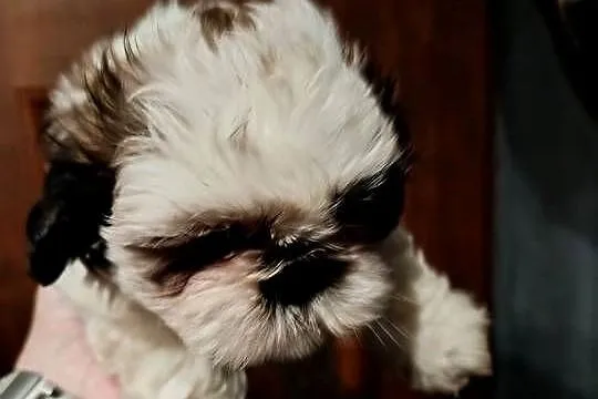 Shih tzu, Wielkopolskie, Godziesze Małe