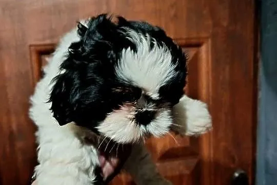 Shih tzu, Wielkopolskie, Godziesze Małe