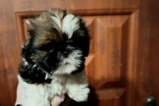 Shih tzu, Wielkopolskie, Godziesze Małe
