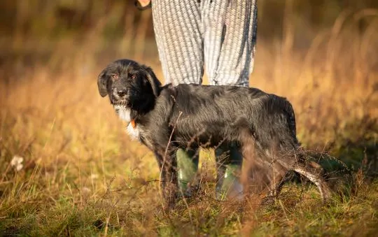 Coco - 6 miesięczna sunia SZCZENIAK szuka domu  Coco jest 6 miesięcznym szczeniakiem, sięga do kolan, , Warszawa
