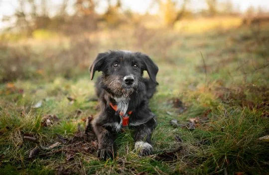 Coco - 6 miesięczna sunia SZCZENIAK szuka domu  Coco jest 6 miesięcznym szczeniakiem, sięga do kolan, , Warszawa