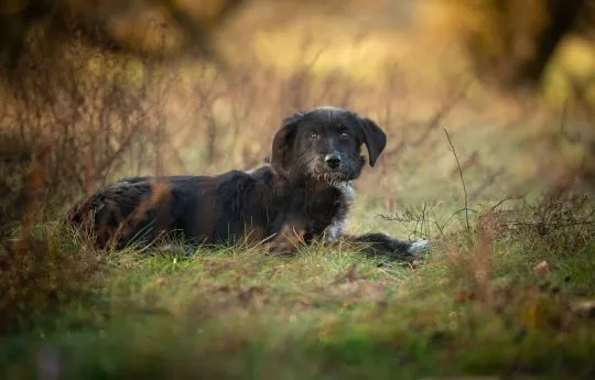 Coco - 6 miesięczna sunia SZCZENIAK szuka domu  Coco jest 6 miesięcznym szczeniakiem, sięga do kolan, , Warszawa