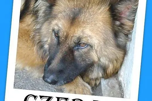 Owczarek niem.długowłosy,spokojna,łagodna suczka C
