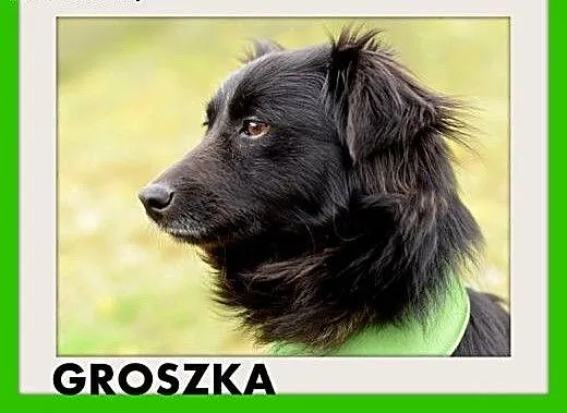 GROSZKA,mała,łagodna,rodzinna,spokojna suczka .ADO