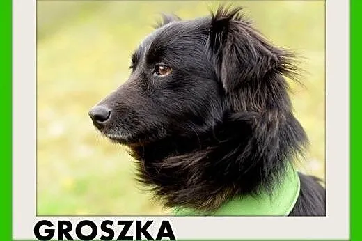 GROSZKA,mała,łagodna,rodzinna,spokojna suczka .ADO