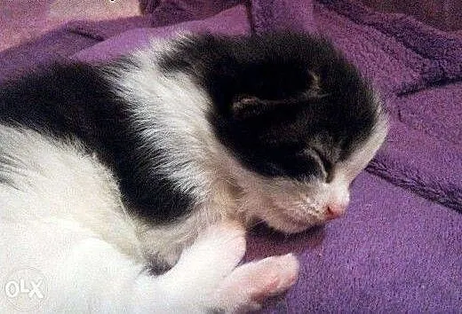 Kocięta Maine Coon z hodowli Da Vinci*PL, mazowie