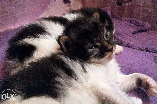 Kocięta Maine Coon z hodowli Da Vinci*PL,  mazowie