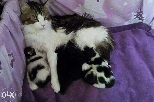 Kocięta Maine Coon z hodowli Da Vinci*PL,  mazowie