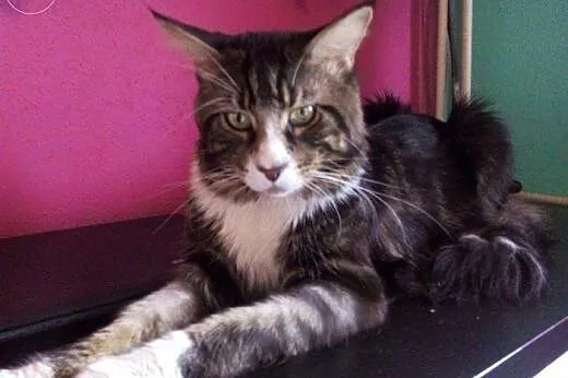 Kocięta Maine Coon z hodowli Da Vinci*PL,  mazowie