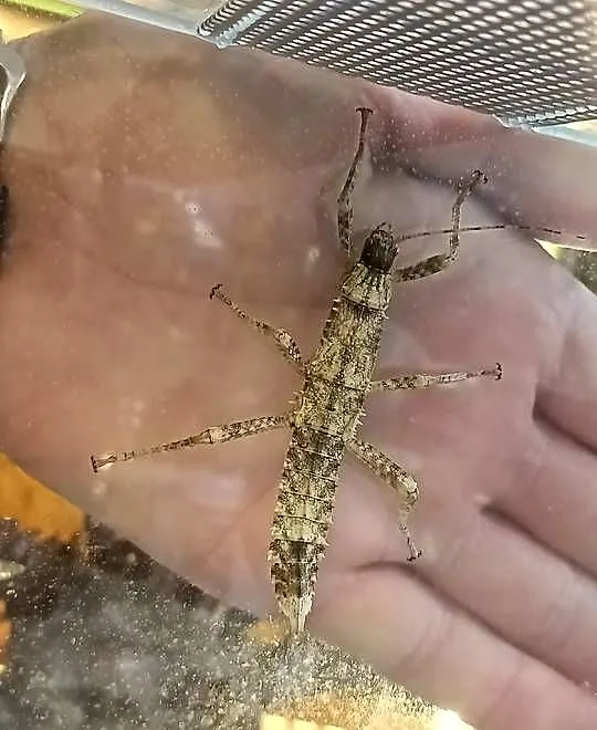 Straszyki nowogwinejskie - Eurycantha Calcarata, Lubuskie, Zielona Góra