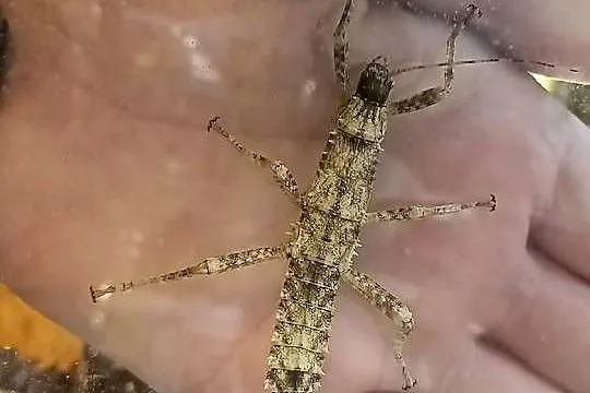 Straszyki nowogwinejskie - Eurycantha Calcarata, Lubuskie, Zielona Góra