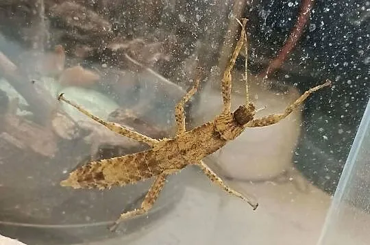 Straszyki nowogwinejskie - Eurycantha Calcarata, Lubuskie, Zielona Góra