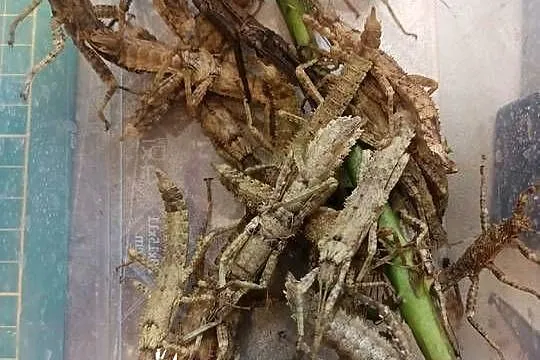 Straszyki nowogwinejskie - Eurycantha Calcarata, Lubuskie, Zielona Góra