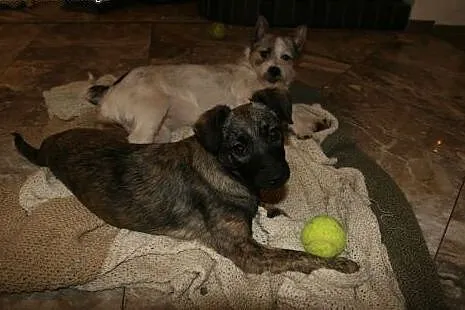 Dina 4,5 mc pręgowana sunia bez domku,  śląskie Ka