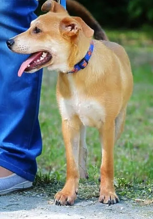 Panna KURKUMA poleca się do adopcji , mazowieckie