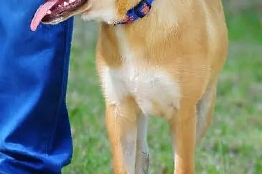 Panna KURKUMA poleca się do adopcji ,  mazowieckie
