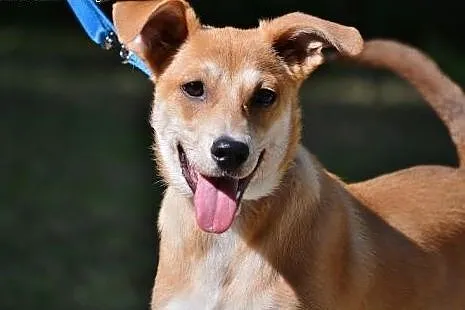 Panna KURKUMA poleca się do adopcji ,  mazowieckie