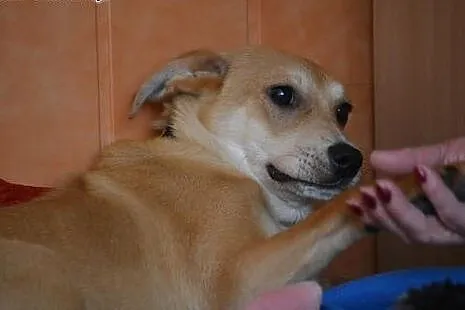 Panna KURKUMA poleca się do adopcji ,  mazowieckie
