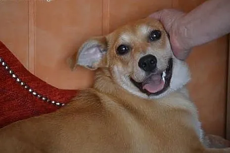 Panna KURKUMA poleca się do adopcji ,  mazowieckie