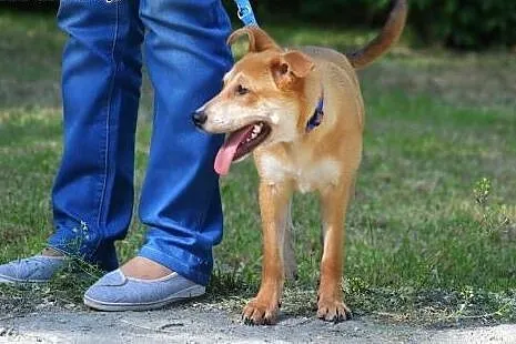 Panna KURKUMA poleca się do adopcji ,  mazowieckie