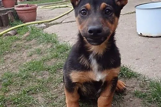 Flex do adopcji piesek w typie jamniczka,  mazowie