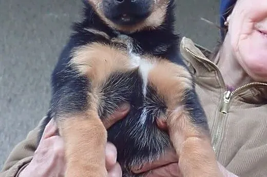 Flex do adopcji piesek w typie jamniczka,  mazowie