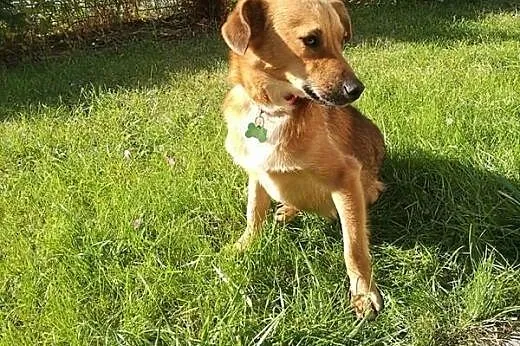 Skrzat- mały, młodziutki pies do adopcji ,  mazowieckie Warszawa