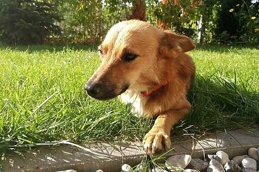 Skrzat- mały, młodziutki pies do adopcji ,  mazowi