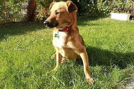 Skrzat- mały, młodziutki pies do adopcji ,  mazowi