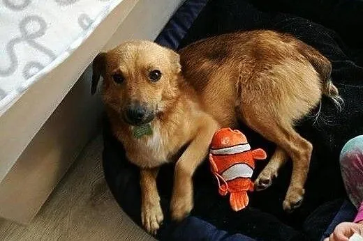 Skrzat- mały, młodziutki pies do adopcji ,  mazowi