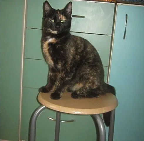 Mamba - szylkretowa młoda koteczka do adopcji