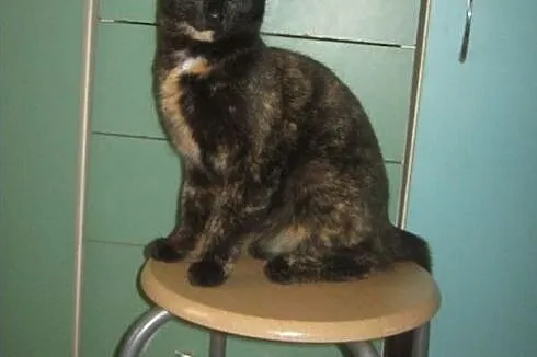 Mamba - szylkretowa młoda koteczka do adopcji