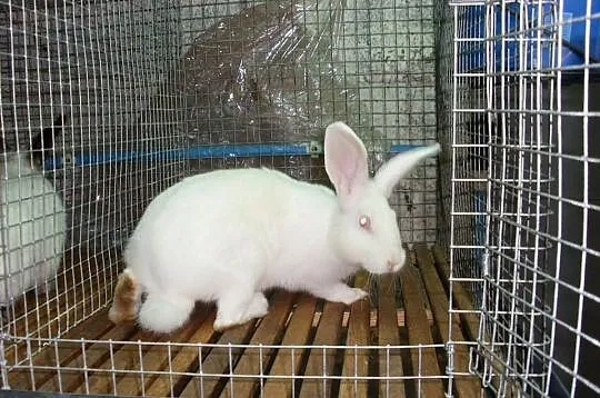 Klatka dla królików