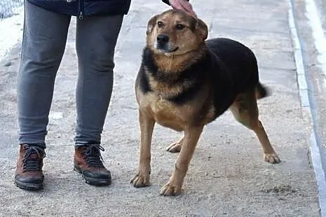 Selen, wesoły, niekonfliktowy psiak do pokochania!