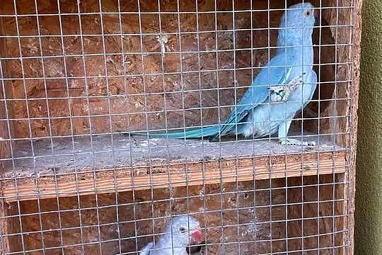 Aleksandretta, aleksandretty obrożne, Podkarpackie, Nowosielce