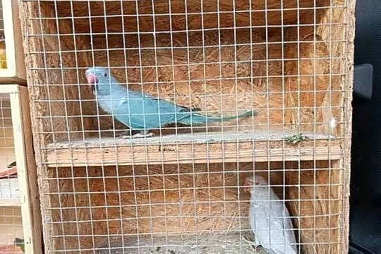 Aleksandretta, aleksandretty obrożne, Podkarpackie, Nowosielce